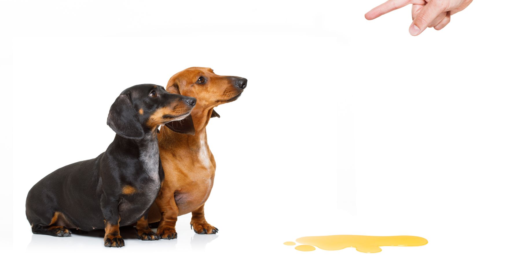 What Your Dog’s Pee Color Reveals