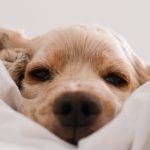 Do dog sleep positions correlate with their activity levels?