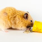 The Best Dwarf Hamster Foods: Nutritional Advice Understanding Dwarf Hamster Dietary Needs