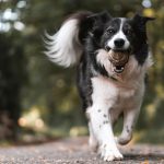 All You Need to Know About Aorkuler GPS Dog Tracking Device